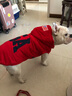 楚克奇（CHUKCHI）大狗衣服边牧金毛中大型犬冬装狗棉衣马犬马甲背心连帽两腿喜庆 深蓝色 30号颈围55CM*胸围75CM*背长60CM 实拍图