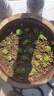 寿禾 生菜种子四季播紫色夏秋蔬菜莱种紫叶家庭种寿光菜籽叶菜种籽 潍丰紫生菜种子15g 实拍图