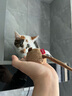 贵为（GiGwi）猫玩具炫律猎物刺猬仿真发声猫咪玩具逗猫棒老鼠逗猫棒宠物玩具 实拍图