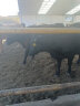 英美尔英美尔犊牛预混料架子期牛专用开口料小牛犊催肥期生长期添加剂 又省又快1吨 实拍图