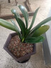 御春阁带盆带土6年大苗绿植盆栽 室内花卉 君子兰花 苗花卉盆景盆栽绿植 大花巨兰8-10片带盆带土 实拍图