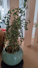 开时果 清香胡椒木盆栽 办公室内花卉迷你桌面盆景植物驱蚊草好养绿植 哥窑浅绿盆+苔藓+圆形底托 实拍图