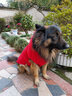 楚克奇（CHUKCHI）大狗衣服边牧金毛中大型犬冬装狗棉衣马犬马甲背心连帽两腿喜庆 红色 36号颈围68CM*胸围96CM*背长75CM 实拍图