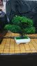 礼赫家饰  仿真绿植迎客松假花假树盆栽仿真花摆件客厅摆设装饰盆景塑料花 三叉绿色迎客松套装 实拍图