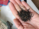 今叶子 金骏眉红茶 茶叶2025新茶武夷山桐木关茶黄芽蜜香功夫茶袋装250g 实拍图