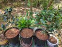 盆栽茶花苗 四季香妃茶花浓香型山茶花树庭院室内好养五色赤丹茶花树苗花卉植物 醉杨妃 4年苗当年开花 实拍图