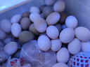 均鲜 新鲜鸽子蛋七彩山鸡蛋杂粮喂养农家养殖白鸽蛋孕妇宝宝土鸡蛋 60枚 1660g 左右30鲜鸽蛋+30山鸡蛋 实拍图