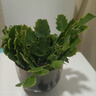盆栽蟹爪兰花苗 多肉植物 蟹爪兰带根发货办公桌阳台植物 紫红--单株 实拍图