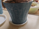 墨斗鱼花盆加仑盆高款6加仑*2加厚兰花发财树盆栽树脂塑料简约带托盘 实拍图