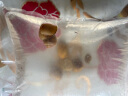 卡奇鱼 淡水除藻观赏螺 蜗牛活体 吃褐藻 黑毛清缸吃垃圾清洁鱼缸工具螺 黄金螺5只（1-3cm） 实拍图