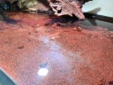 欧亚瑟鱼缸除油膜去除器水面漂浮垃圾杂质脏污收集过滤处理器 skim350水面油污撇渣器） 水深30cm以上 晒单实拍图