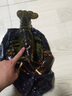 三座海龙虾 波士顿大龙虾鲜活大虾 波龙波斯顿大龙虾进口 海鲜礼盒年货 4斤/只 实拍图