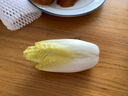 威廉农场菊苣 黄玉兰 蔬菜 新鲜 Endive 