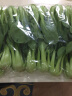 油菜 上海青 小油菜小青菜 新鲜蔬菜500g 禾人 500g装 实拍图