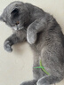 迪普尔猫玩具狗尾草逗猫棒自嗨解闷神器幼猫耐咬羽毛逗猫玩具用品 实拍图