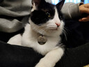 SKEINS刻字防丢失吊牌猫咪狗狗项圈铜铃铛脖圈宠物铃铛可调节铃铛颈圈 棕色反光项圈+银色猫牌（特殊尺备注配铃铛） 实拍图