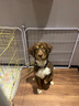 KAMPET狗狗项圈刻字大型犬中型小型犬大狗小狗圈狗脖套牵引绳狗绳真牛皮 棕色项圈 S 实拍图