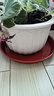 九千谷花盆托盘3个装圆形平边大型盆栽花盆底座拖盘直径25cm砖红1978 实拍图
