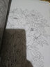 初学者之友：白描牡丹 实拍图