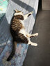 麦富迪（Myfoodie）全价猫粮三文鱼鱼油系列 成猫幼猫粮国产 英短布偶流浪猫美短缅因 三文鱼鱼油配方 丨成猫1.5kg 实拍图