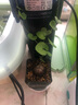 绿之妙多肉摆件南非龟甲龙实生块根绿植植物爬藤绿植盆栽组合修叶发货 3-3.5cm左右裂纹浅 含盆发货 实拍图
