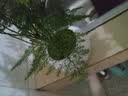 开时果 绿植盆栽桌面水培绿植 办公室植物懒人盆景水养植物源头直发包邮 罗汉松（绿叶盎然） 实拍图