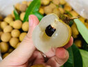 甜萌果蔬【顺丰/jd】新鲜龙眼 送人礼品 储良石峡新鲜桂圆水果送礼 9斤 精选装【石硖龙眼】净重8 实拍图