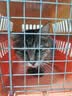 【空运 次日达】44l猫腹传针剂油剂干性湿性腹水腹膜炎可口服片剂 新款加强版【5送2】20mg 6ml*7支 实拍图
