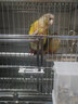 冰海精灵 宠物鸟手玩鸟玄风鹦鹉活物小活鸟幼鸟学舌头说话鸟小太阳鸟活体 小太阳鹦鹉2只（带合法标识） 实拍图