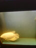 森森鱼缸专用T8 变色LED三基色七彩照明灯管水族箱 草缸造景变色LED灯 60cm针插白色/蓝白11W（两色选一）无电源线 实拍图