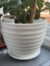 裕轩堂花盆陶瓷梅兰创意特大号简约绿萝吊兰阳台室内多肉托盆家用带托盘 84015-白 特大直径21左右 实拍图