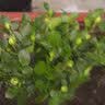意轩【带花苞】欧月果汁阳台室内观花植物花卉盆栽四季开花月季 金丝雀【大苗】【带花苞发】 实拍图