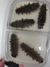 膳氧0添加*淡干海参大连黄渤海自然海区野化生长 250克底播海参46-60只 实拍图
