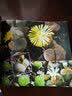 童眼识天下：奇妙植物（升级版） 实拍图