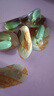 能量卫士益生元海藻粉高钙儿童可食用液体乳钙软胶囊富锌酵母锌铁 海藻钙1盒+酵母锌1盒（钙锌搭配） 45粒*1盒 实拍图