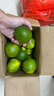 【东东农场专供】新鲜青皮橘子酸甜云南蜜桔柑橘果园现摘水果 蜜桔4斤装 实拍图