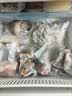 欧乐多全自动真空机 家用抽真空包装机食品级塑封密封压缩封口机 小型真空包装机 厨房好物 【薄荷绿】餸10个真空纹路袋 实拍图
