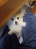 Petio日本Petio派地奥冻干宠物零食素食成犬幼犬老龄犬训练奖励零食 什锦蔬菜冻干×3包 实拍图