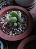 迎虞花苑白熊熊童子小群多肉植物室内小盆栽绿植肉肉植物 绿熊童子8-10片叶 不含盆 晒单实拍图
