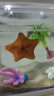 梦茜儿（MEXEMINA）海星活宠物活体海水观赏翻砂小宠活物活的小型水族海盘车水母鱼缸 大号透明缸豪华版饲养套餐 晒单实拍图