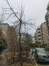 道什威尔（TOSRWELL）高枝剪高空剪园艺工具高枝锯伸缩摘果剪高空修剪树枝剪刀手动农具 4.5米4滑轮铡刀款铝管无极伸缩剪4cm左右 实拍图