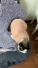 昙蓓漫猫咪衣服防掉毛夏季猫咪狗狗衣服宠物衣服幼猫中小型犬春秋衣服 粉色熊熊头(XL码建议8-12斤) 【猫狗通用/透气舒适】 实拍图