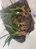 劉閣蘭花建兰四季兰花苗超香七彩玲珑现带花苞出售有香味的阳台盆栽绿植 紫灵2苗，加盆土肥,说明书 实拍图