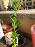田田绿家庭阳台种菜盆长方形蔬菜种植箱楼顶种菜箱屋顶菜园大号花盆花箱 8联长320宽40高23 实拍图