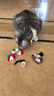 田田猫逗猫毛绒逼真小老鼠猫咪玩具幼猫套装猫用品耐抓咬养猫必备 实拍图