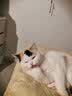 咪贝萌猫抓盆碗型猫窝猫抓板一体磨爪器瓦楞纸宠物猫磨抓用品挠抓板耐磨 椭圆猫窝（外径50CM适合12斤内） 均码 实拍图
