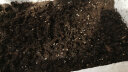 一播大地 小麦种子麦苗榨汁芽苗菜种子无土水培栽培纸上种菜阳台 绿豆250克 实拍图