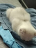 宠有为宠物抑菌除螨狗狗沐浴露猫咪沐浴乳浴液柔顺蓬松留香波洗澡易冲洗 沐浴露+猫咪体内外驱虫套装 实拍图