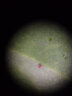 APEXEL 手机拍照显微镜放大镜头200倍高清放大镜科学实验生物珠宝玉石字画鉴定户外望远放大镜 新款专业手机显微镜黑色 实拍图