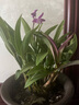 劉閣蘭花兰花苗 澳洲七彩石斛兰 冬带花苞出售泼墨香水石斛室内外花卉盆栽 七彩石斛20苗年底开花 带瓷白色盆 实拍图